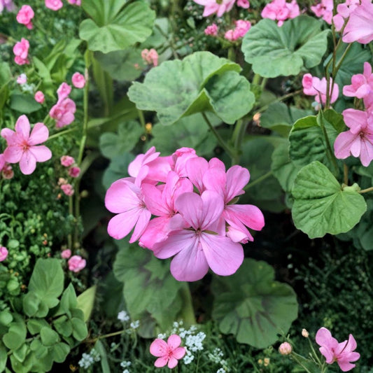 Bubblegum Pink Zonal Geranium Live Cuttings – Set of 4 Fresh 8 Inch Cuttings | Pelargonium | Easy to Root | Flowering Plant