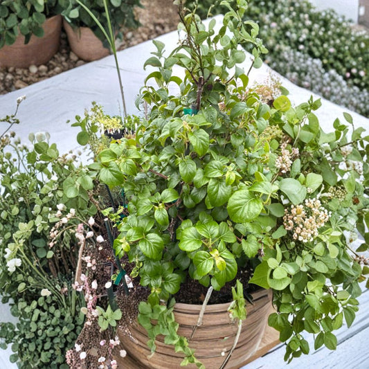 Schizophragma hydrangeoides 'Platt Little Leaf' – Climbing Hydrangea Live Plant | 4 Inch Pot | Unique Flowering Vine | Elegant White Blooms | Shade Garden Favorite