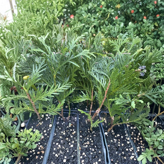 10 Green Giant Arborvitae Plants – Live Thuja ‘Green Giant’ Plugs | 5–6 Inch Rooted Starters | Evergreen Privacy Screen | No Pot