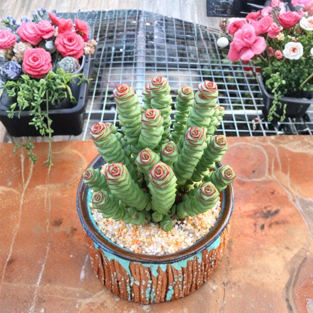 Crassula ‘Jade Necklace’ Live Succulent Plant – Rare Crassula | Fully Rooted in 2 Inch Pot | Stacked Jade Leaves | Pinkish White Flowers | Indoor & Outdoor