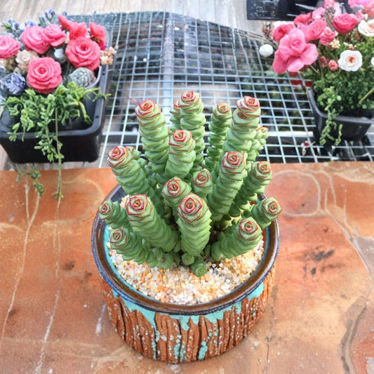 Crassula ‘Jade Necklace’ Live Succulent Plant – Rare Crassula | Fully Rooted in 2 Inch Pot | Stacked Jade Leaves | Pinkish White Flowers | Indoor & Outdoor