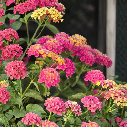 2 Live Athens Rose Lantana Plants – Lantana Bicolor Flowers | 4–6 Inch Starter Plants | Pink Rose Blooms | Pollinator Garden | No Pot