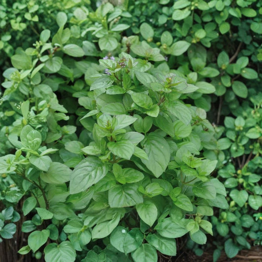 Orange Mint Live Plant – 3 Inch Pot | Mentha × piperita | Fragrant Citrus Mint Herb | Perennial Herb Plant | Container Garden