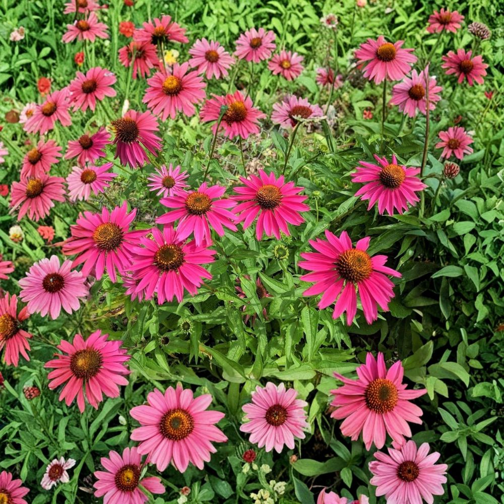 Echinacea 'Fatal Attraction' Coneflower | Set of 2 Live Plants | Bare Root Perennials | Pollinator Friendly | Garden Ready
