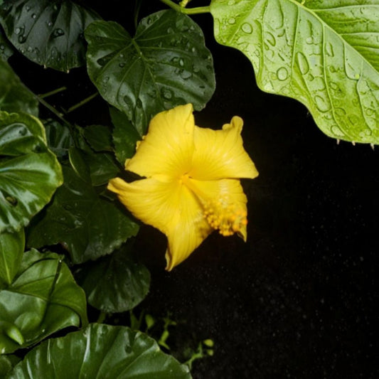 Fort Myers Yellow Tropical Hibiscus Live Plant – 8–12" Starter | Large Yellow Single Blooms | 4" Potted Hibiscus | Tropical Flowering Shrub