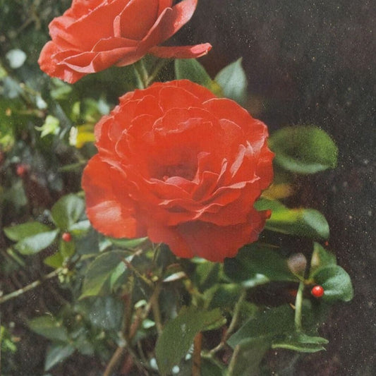 Impatient Floribunda Rose – Orange Red Live Bush Plant | 2 Gallon Size | Includes Root Ball Wrapping | Vibrant Blooming Shrub | Garden & Landscape Favorite