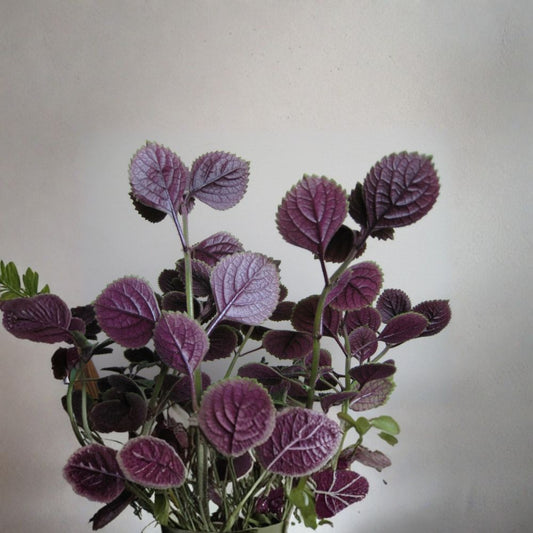 Purple Swedish Ivy – Plectranthus Live Starter Plant | Rooted Plant | 7+ Leaves | Easy Houseplant | Free Shipping