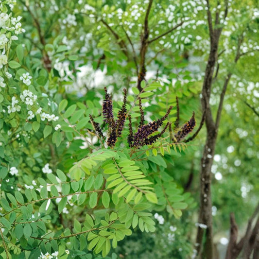 Indigo Bush – Amorpha fruticosa Live Plant | 4 Inch Pot | Native Flowering Shrub | Pollinator Friendly