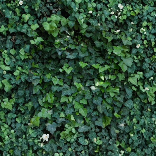 Green Ivy Live Plant – Hedera | 4 Inch Pot | Evergreen Indoor & Outdoor Vine | Shade Tolerant Houseplant | Trailing Climbing Foliage | USDA Zones 4–9