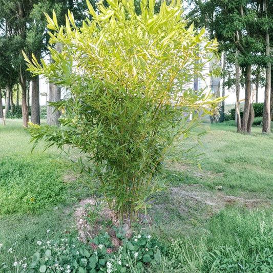 Set of 6 Live MOSO Bamboo Roots – 5 Inches or Longer | Hardy Running Bamboo Rhizomes | Fast Growing Privacy Screen | Bonus Piece Included