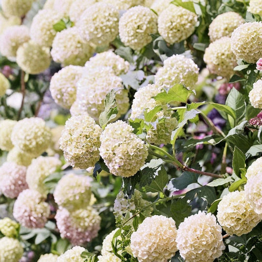 Old Fashion Snowball Viburnum Live Plant – 6–12" Tall | 1 Quart Pot | White Snowball Flowers | Hardy Ornamental Shrub | Zones 3–8