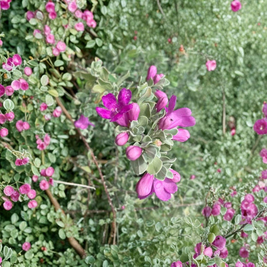 Dwarf Texas Sage – 4 Live Plants | Leucophyllum frutescens 'Compacta' | 4–8 Inch Starter Shrubs | Ships Without Pot