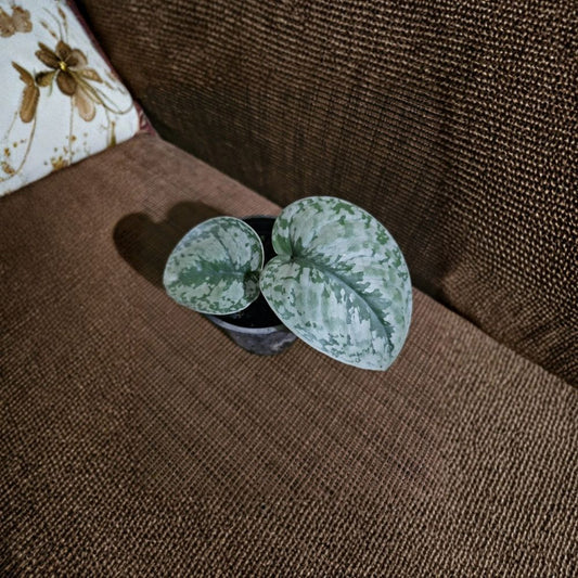 Rare Scindapsus Pictus ‘Exotica’ – Live Silver Satin Pothos Plant | 4 Inch Pot | Silver Splash Heart-Shaped Leaves | Tropical Houseplant