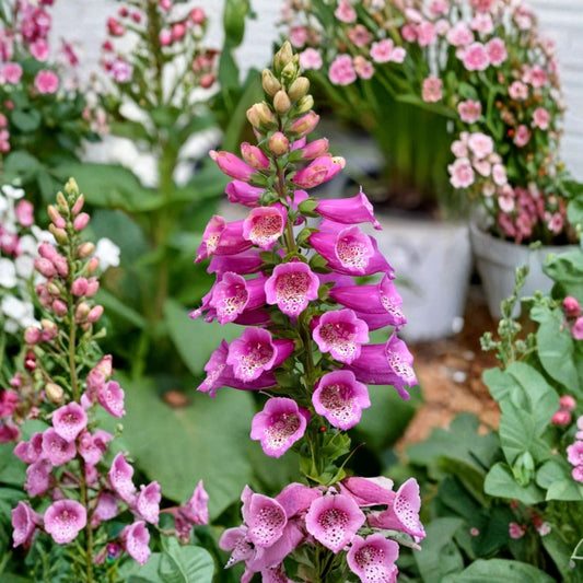 Camelot Pink Foxglove Live Plant – 2–5 Inches Tall | Digitalis purpurea 'Camelot Pink' | 3-Inch Pot | Pink Flowering Perennial | Pollinator Garden