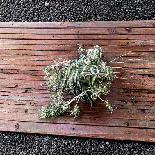Variegated Bonnie Curly Spider Plant Cuttings – 2 Live Plant Babies | Chlorophytum comosum ‘Bonnie’ | Curly Spider Plant | Unrooted
