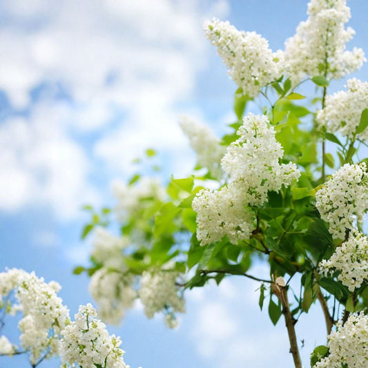 Betsy Ross White Lilac Live Plant – Syringa oblata ‘Betsy Ross’ | 12+ Inch Bare Root Plant | Fragrant White Flowers | Heat & Cold Hardy Lilac Shrub | USDA Zones 3–8