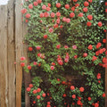 Climbing America Rose – Salmon Pink Live Bush Plant | 2 Gallon Size | Includes Root Ball Wrapping | Fragrant Climbing Rose | Trellis & Arbor Friendly