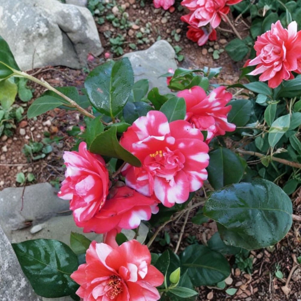 Governor Mouton Camellia Live Starter Plant – Camellia japonica | Variegated Red & White Flowers | 4L Starter | Evergreen Shrub | Zones 6B–10