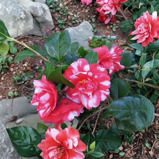 Governor Mouton Camellia Live Starter Plant – Camellia japonica | Variegated Red & White Flowers | 4L Starter | Evergreen Shrub | Zones 6B–10