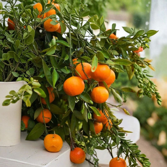 Washington Navel Orange Tree Live Grafted Plant – 3–4 ft | Citrus sinensis ‘Washington Navel’ | Seedless Sweet Orange | Florida Buyers Only