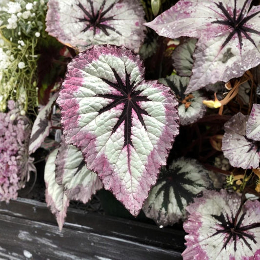 2 Fire Begonia Live Plants – Set of 2 | 5–9 Inch Starter Plants | Trailing Begonia | Hanging Basket Houseplant | Ornamental Foliage Plant