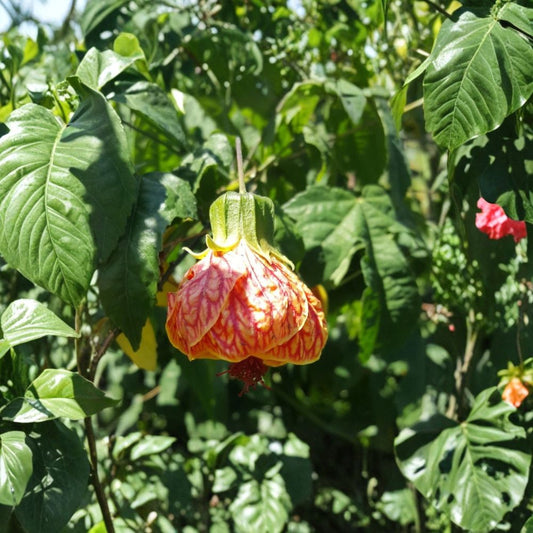 Abutilon Chinese Lantern Live Plant – 7–12 Inches Tall | 4 Inch Nursery Pot | Flowering Maple | Indoor & Patio Friendly