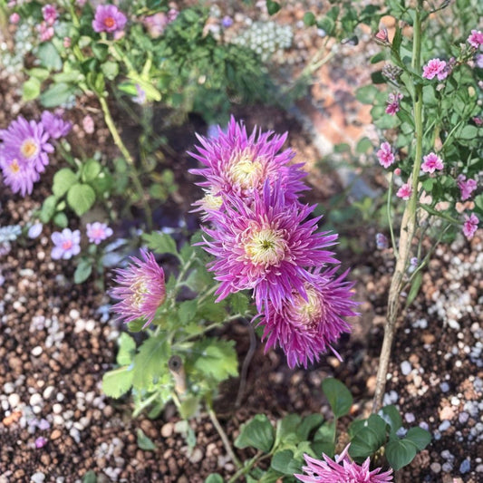 Hot Pink/Yellow Mum Live Plant – Chrysanthemum Starter | 2–3 Growths | Approximately 1 Foot Tall
