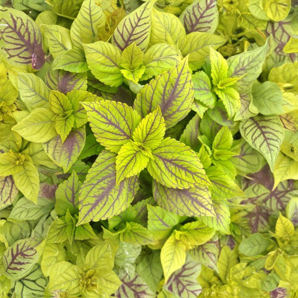Gay's Delight Coleus – 3 Live Starter Plants | 4–6 Inches Tall | Ships Without Pot | Colorful Ornamental Foliage