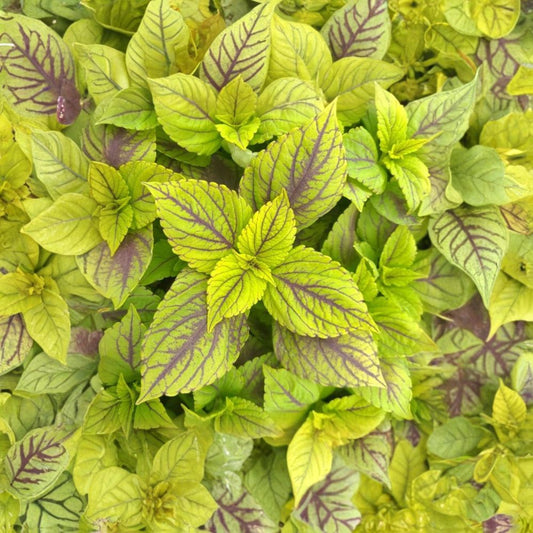 Gay's Delight Coleus – 3 Live Starter Plants | 4–6 Inches Tall | Ships Without Pot | Colorful Ornamental Foliage