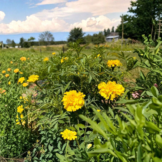 African Marigold Live Plant – Yellow Flower | 8–13" Tall Starter Plant | Tagetes Marigold | Garden & Container Flower | 1 Plant