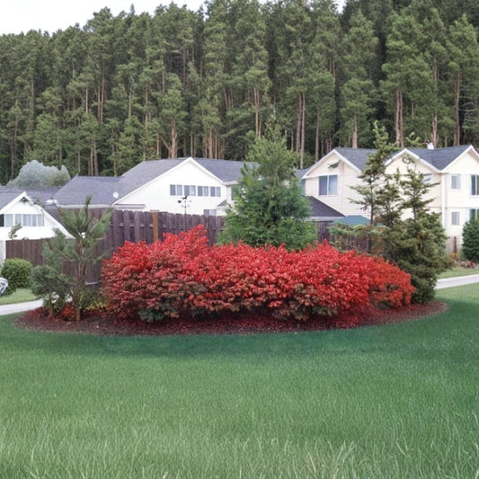 Burning Bush Kochia – Live Kochia scoparia ‘Trichophylla’ Plant | 1 Foot Bare Root Starter | Red Fall Foliage | Ornamental Garden Plant