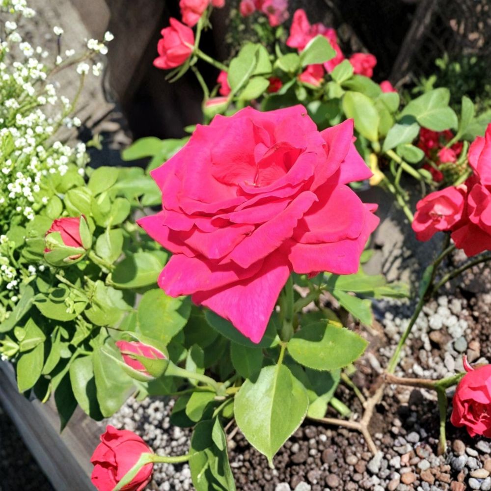 Voluptuous Hybrid Tea Rose – Deep Pink Live Bush Plant | 1 Gallon Size | Includes Root Ball Wrapping | Large Bloom Landscape Rose | Easy to Grow