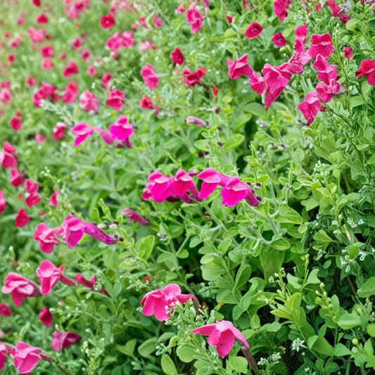 Pink Skullcap – Scutellaria suffrutescens Live Plant | 1 Gallon Pot | Fully Rooted Flowering Perennial | Drought Tolerant | Rock Garden & Container Friendly
