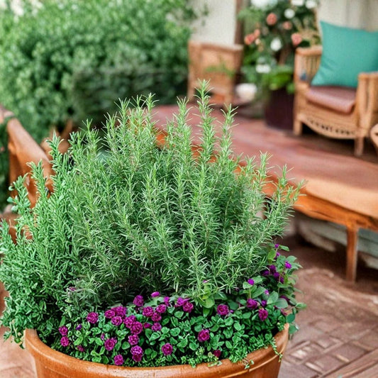 Upright Rosemary Live Plant – Rosmarinus officinalis | 1 Gallon Nursery Pot | Fragrant Culinary Herb | Evergreen | Easy to Grow