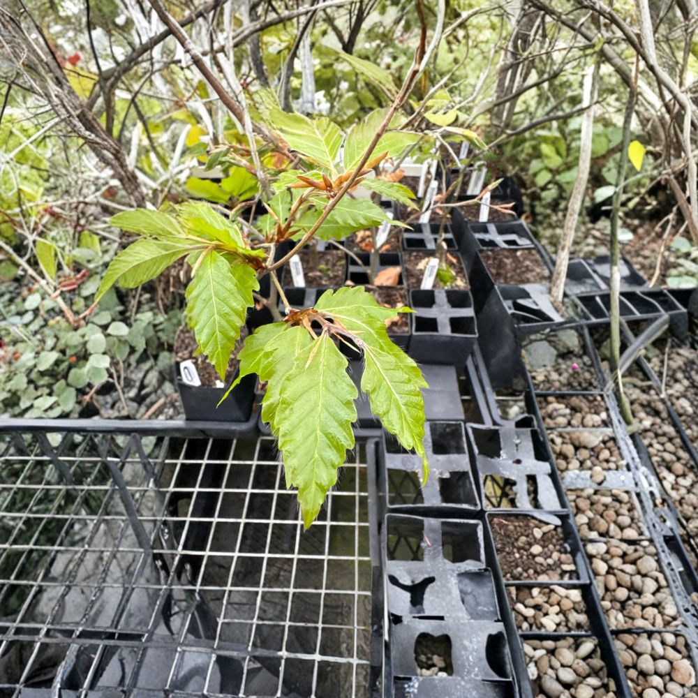 Fagus sylvatica 'Sandrode' – European Beech Live Plant | 10 Inches Tall | 1 Year Graft | Rare Ornamental Tree | Landscape Specimen