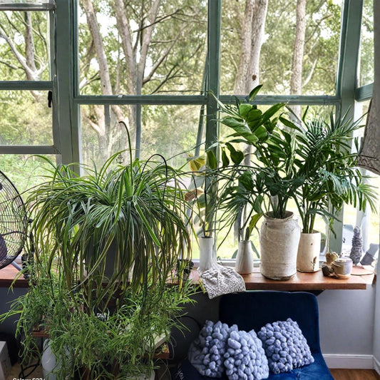 Spider Plant Babies – 5 Live Chlorophytum comosum Offshoots | Green & White Variegated Foliage | Rooting Starter Plants | Indoor Houseplant