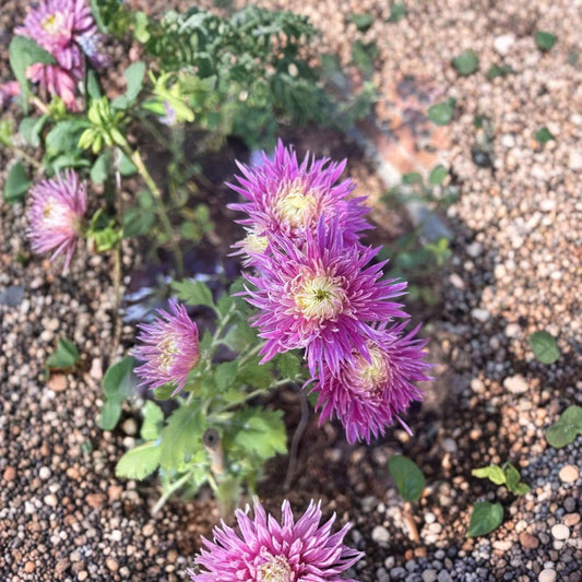 Hot Pink & Yellow Chrysanthemum Live Plant – Mum Starter | 2–3 Growths | Approximately 1 Foot Tall | Bare Root with Soil | Fall Flowering Garden Plant | Hardy Perennial