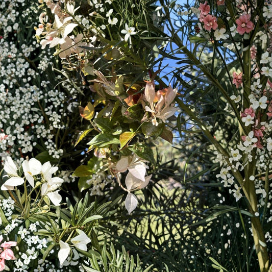 Snow N Summer Asian Jasmine Live Plants – 2 Quart Size | Variegated Evergreen Ground Cover | Tricolor Jasmine Vine | Outdoor Garden Plant