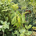 Cornus kousa 'White Duster' – Variegated Dogwood Live Plant | 12 Inches Tall | 1 Year Graft | Cream Variegated Foliage | Ornamental Landscape Tree