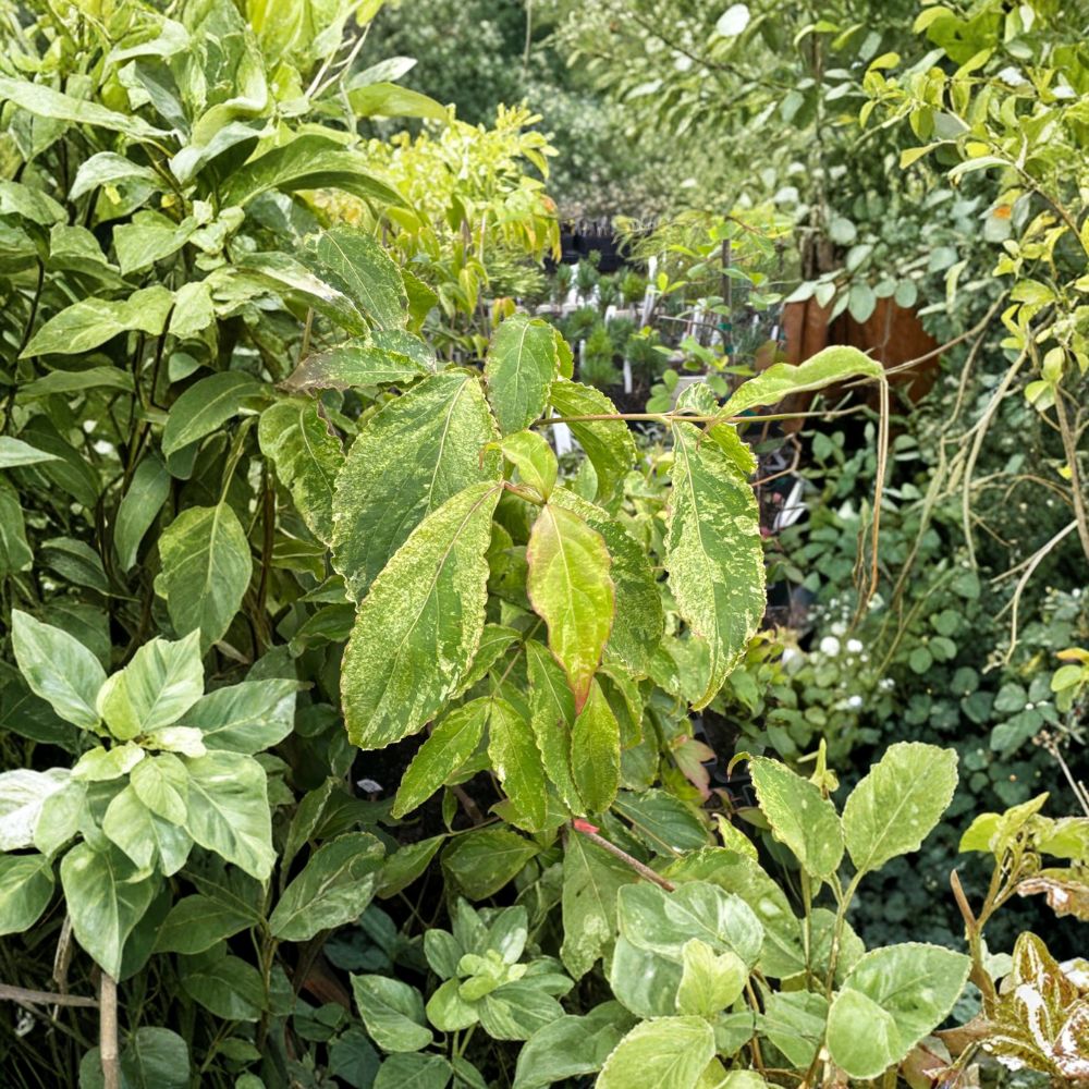 Cornus kousa 'White Duster' – Variegated Dogwood Live Plant | 12 Inches Tall | 1 Year Graft | Cream Variegated Foliage | Ornamental Landscape Tree