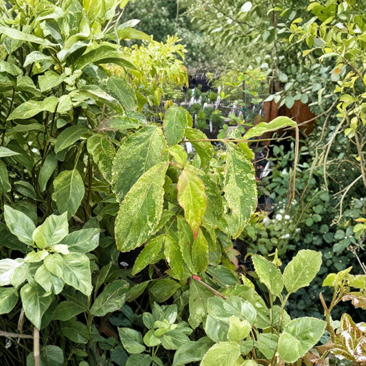Cornus kousa 'White Duster' – Variegated Dogwood Live Plant | 12 Inches Tall | 1 Year Graft | Cream Variegated Foliage | Ornamental Landscape Tree
