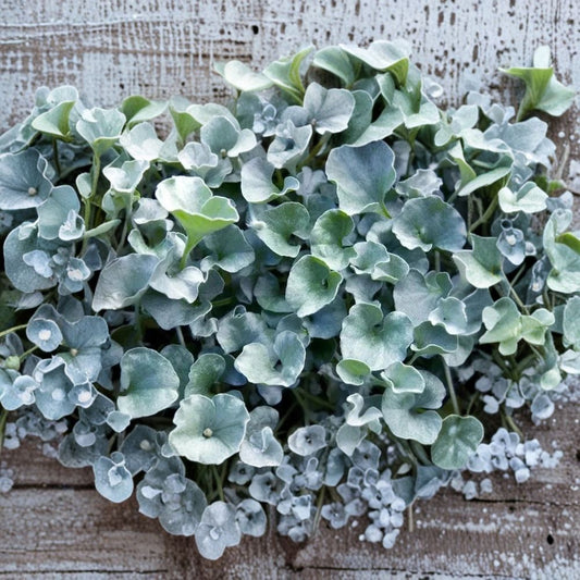 Silver Ponyfoot – Dichondra argentea Live Plant | 1 Gallon Rooted Ground Cover | Drought-Tolerant Silver Foliage
