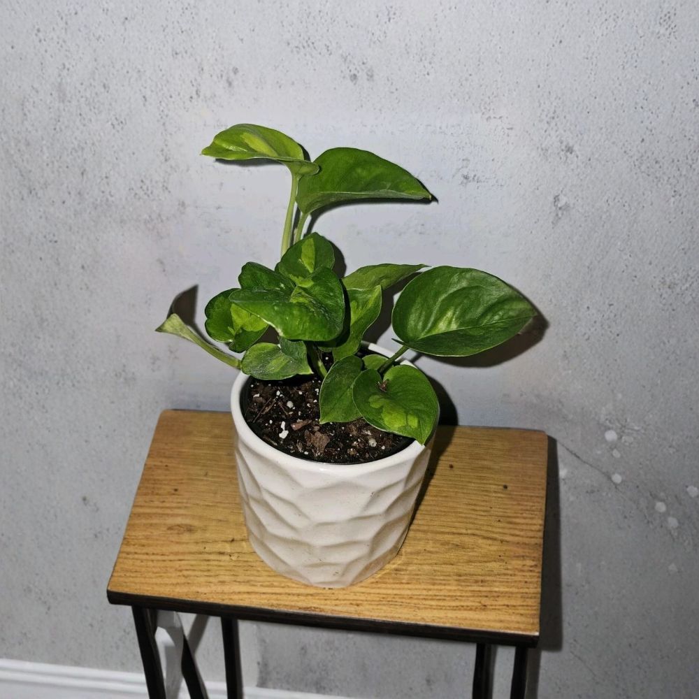 Lemon Meringue Pothos – Live Plant in 4" Nursery Pot | Variegated Pothos Houseplant | Tropical Vine | Easy Care Indoor Plant