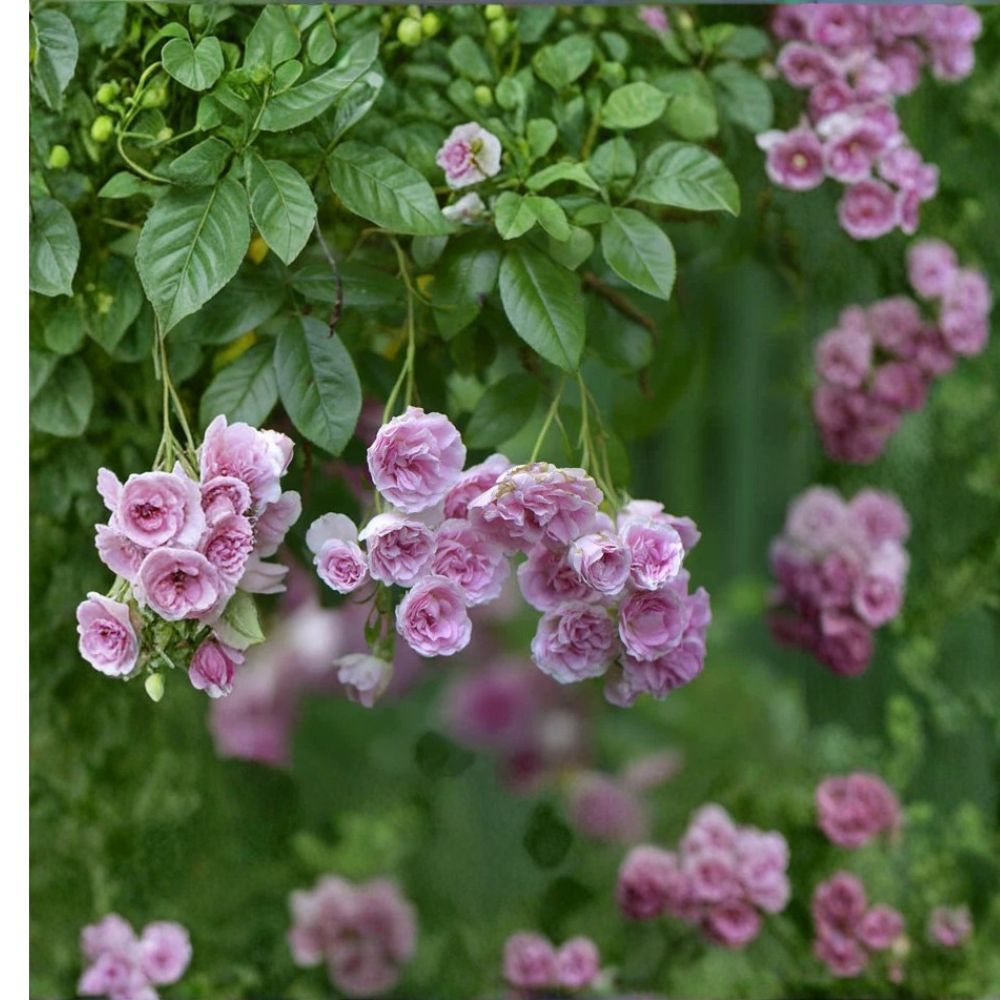 Seven Sisters Climbing Rose – Rosa 'Seven Sisters' Live Rooted Starter Plant | 3–6 Inches Tall | Bare Root | Heirloom Pink Rambler Rose | Easy to Grow