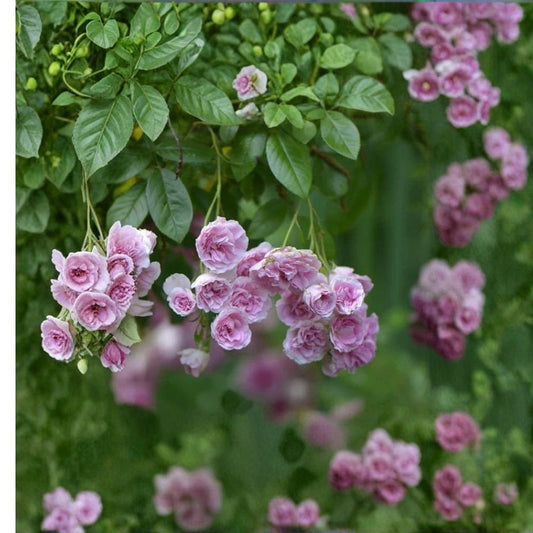 Seven Sisters Climbing Rose – Rosa 'Seven Sisters' Live Rooted Starter Plant | 3–6 Inches Tall | Bare Root | Heirloom Pink Rambler Rose | Easy to Grow
