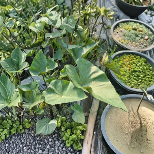 Tea Cup Colocasia Live Plant – 4–6 Inch Starter | Tropical Elephant Ear | Decorative Foliage Plant | Indoor Patio Container Plant | No Pot