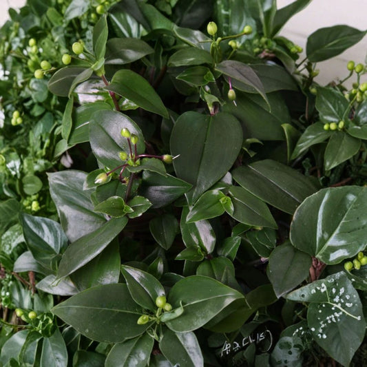 Live Tradescantia ‘Hijau Baru’ – Gothic Spiderwort Plant | 2.5 Inch Pot | Dark Green & Purple Foliage | Trailing Houseplant