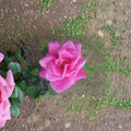 Perfume Delight Hybrid Tea Rose – Pink Live Bush Plant | 1 Gallon Size | Includes Root Ball Wrapping | Fragrant Garden Rose | Easy to Grow