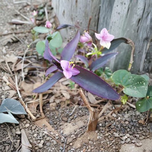 Purple Heart Live Plant – Tradescantia Pallida | 2 Rooted Plants | Purple Foliage | Indoor & Outdoor Houseplant | Fast Growing