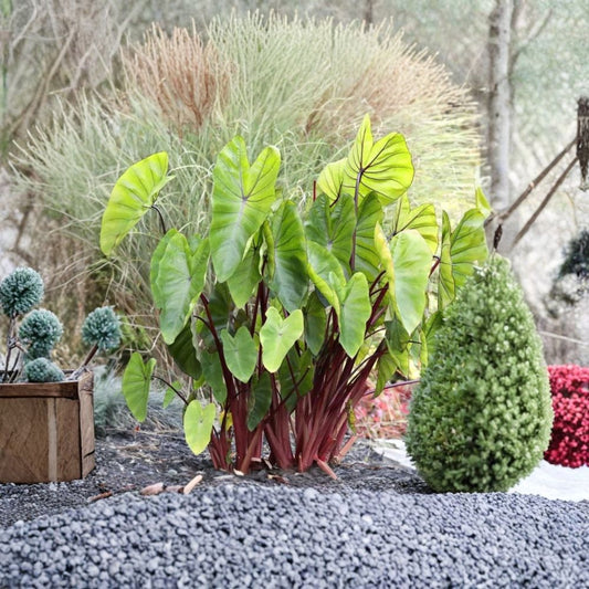 Hawaiian Punch Colocasia Live Plant – 6–15 Inch Starter | Colocasia esculenta ‘Hawaiian Punch’ | Tropical Elephant Ear | No Pot | Wet Garden Plant